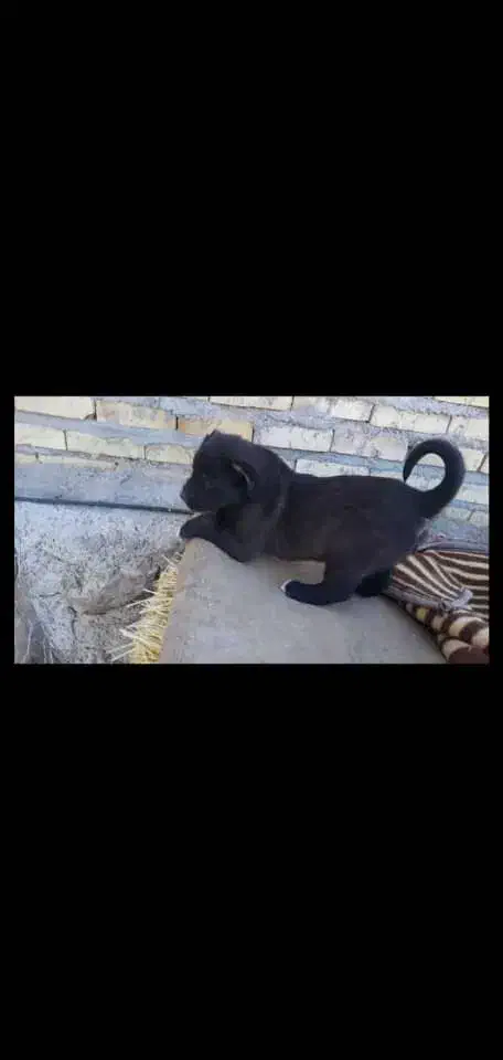 توله سرابی|سگ|تهران, یافت‌آباد|دیوار