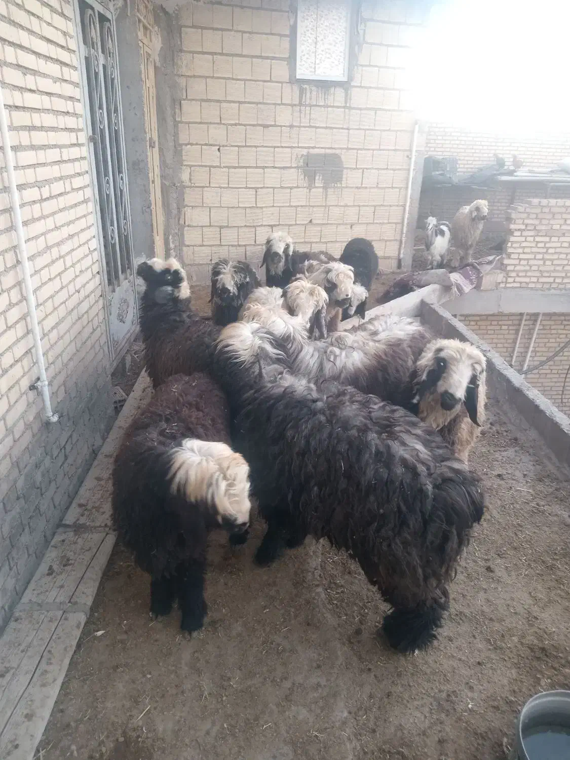 بره نر چاق|حیوانات مزرعه|گتوند, |دیوار