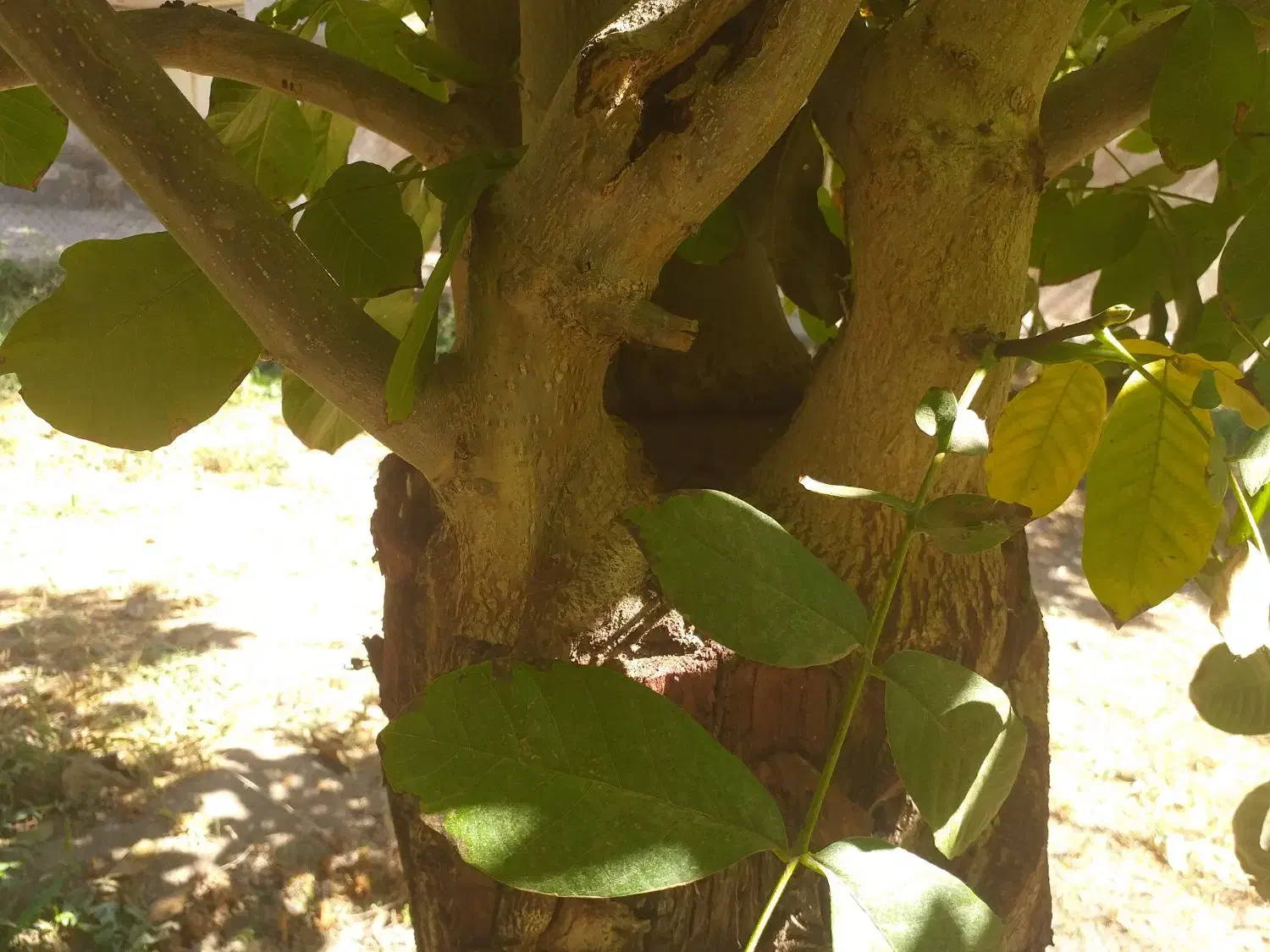 چوب|خدمات پیشه و مهارت|ساوه, |دیوار