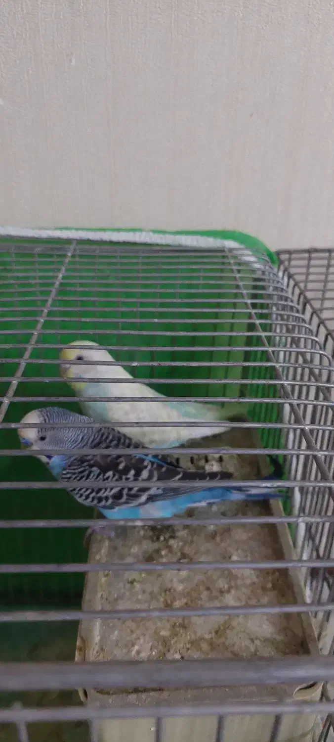 پرنده|پرنده|اصفهان, جلالیه|دیوار