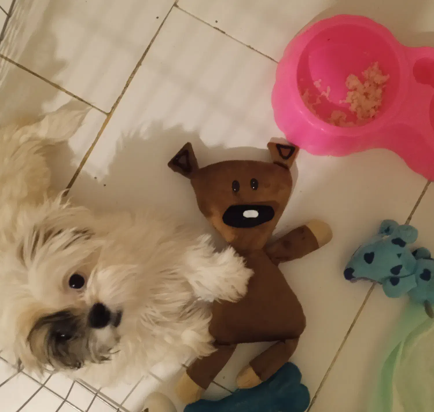 توله سگ شیتزو ۶ ماهه|سگ|تهران, جنت‌آباد مرکزی|دیوار