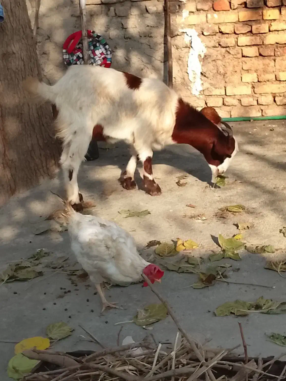 بزغاله نروماده چاق برای کشتن عالی|حیوانات مزرعه|سرخنکلاته, |دیوار