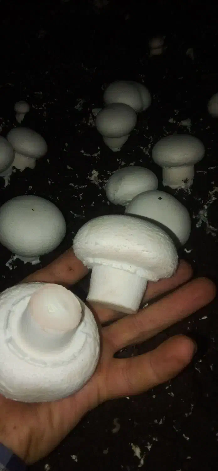 قارچ|خوردنی و آشامیدنی|اهواز, امانیه|دیوار