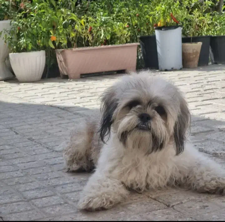 سگ شیتزو بازیگوش قیمت ۱ونیم معاوضه با هرچی|سگ|بجنورد, |دیوار