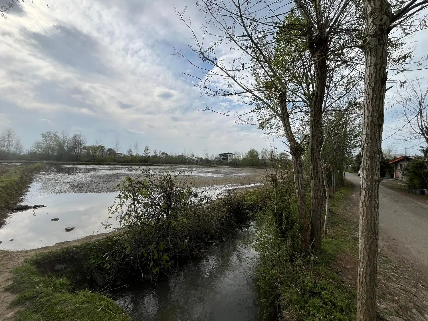 فروش دو قطعه شالیزار سنتی نزدیک هم بر آسفالت|فروش دفتر صنعتی، کشاورزی، تجاری|رودسر, |دیوار