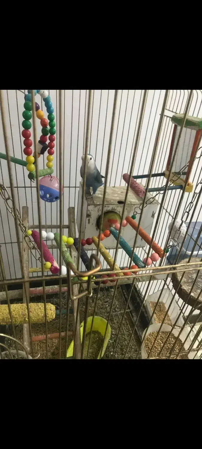 یک جفت کوتوله برزیلی مولد در حال آغل گرم کردن|پرنده|گلبهار, شهر جدید گلبهار|دیوار