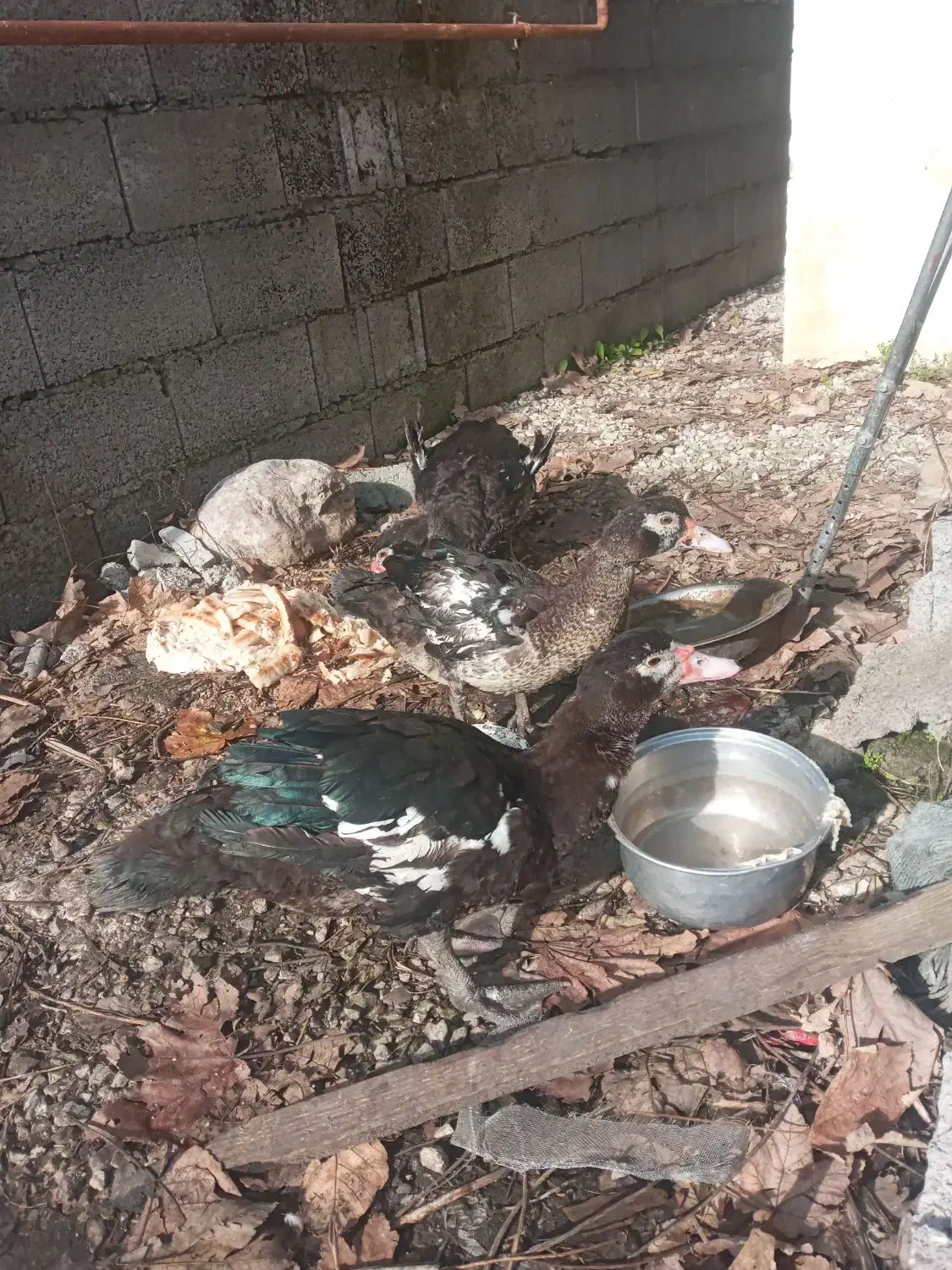 اردک اسرایلی نروماده|حیوانات مزرعه|نوشهر, |دیوار