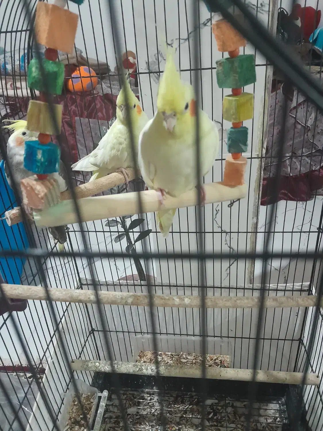 طوطی سالم به ضمانت|حیوانات مزرعه|رشت, سعدی (تختی)|دیوار