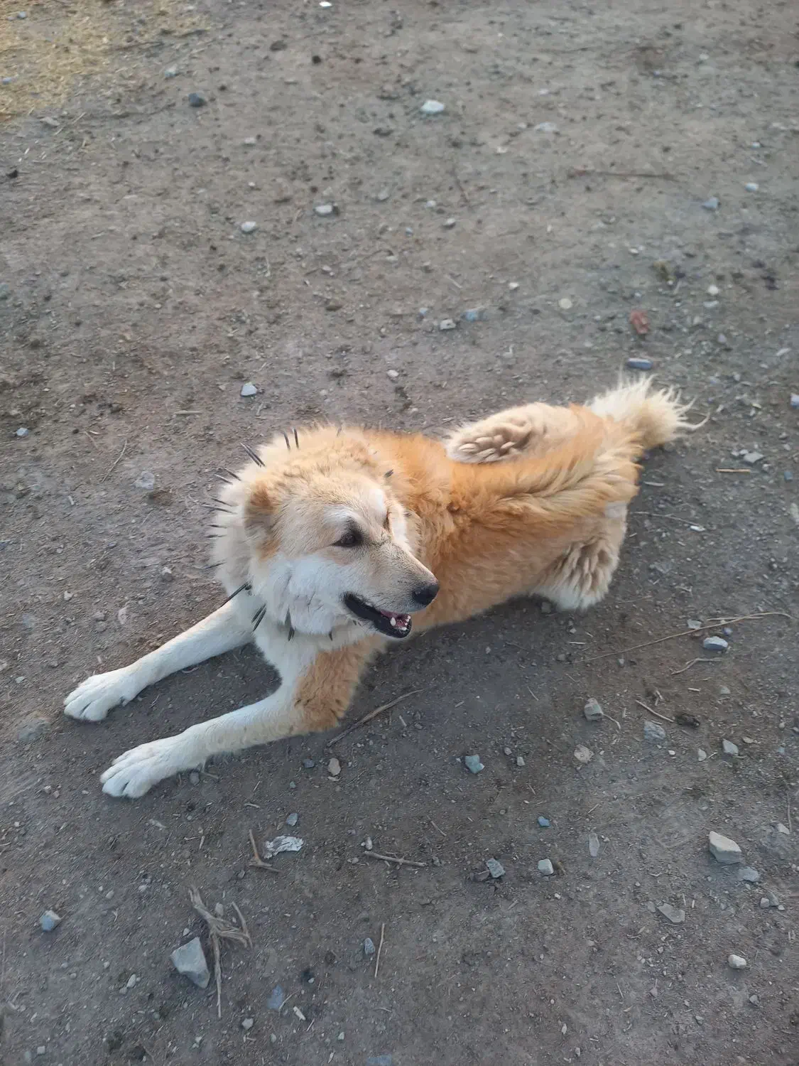 واگذاری سگ|سگ|زهان, |دیوار