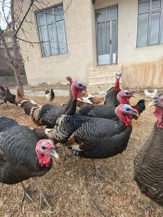 بوقلمون نر و ماده امسال|حیوانات مزرعه|اردبیل, |دیوار