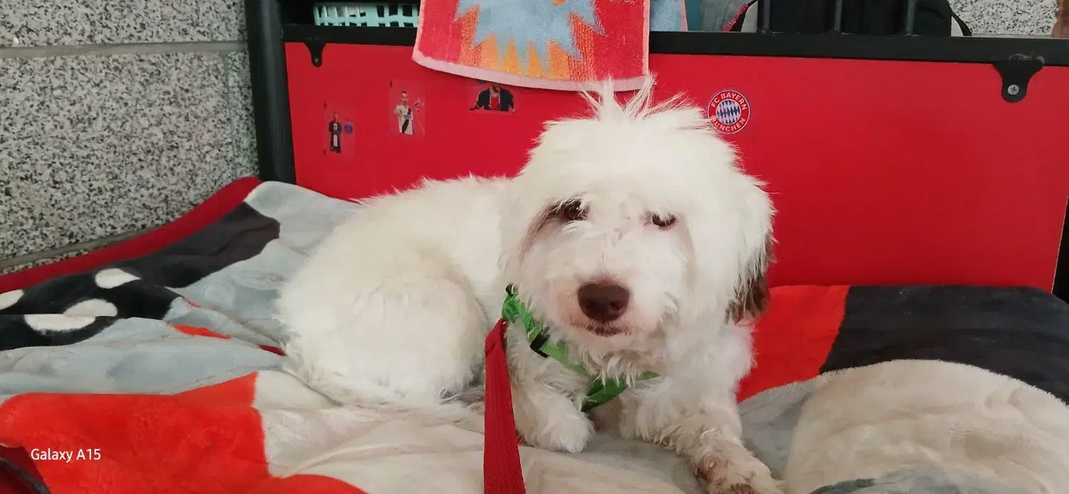 سگ نژاد دار ماده سالم و سرحال|سگ|کهریزک, |دیوار