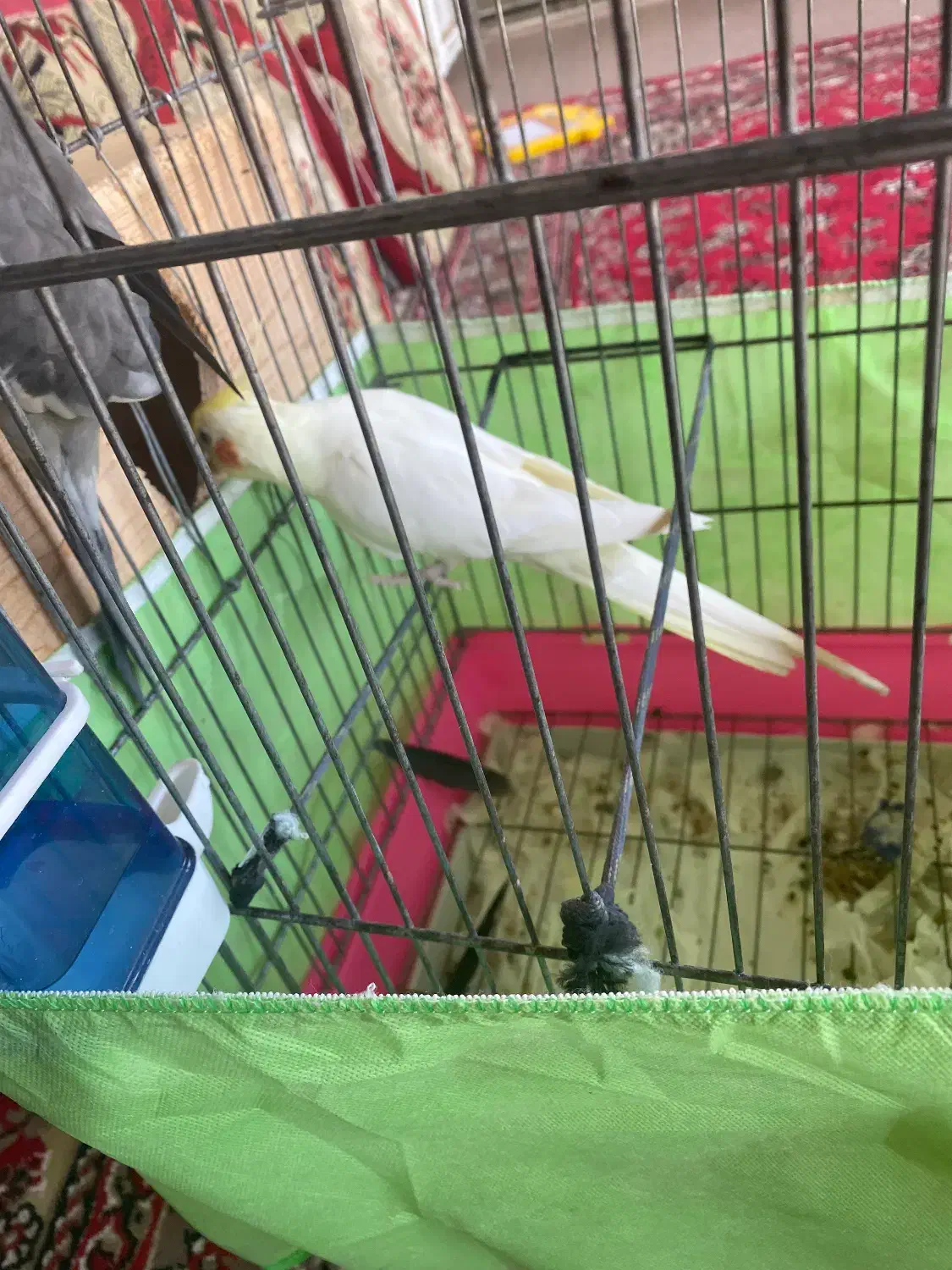 یک جفت عروس هلندی|پرنده|تالش, هشتپر|دیوار