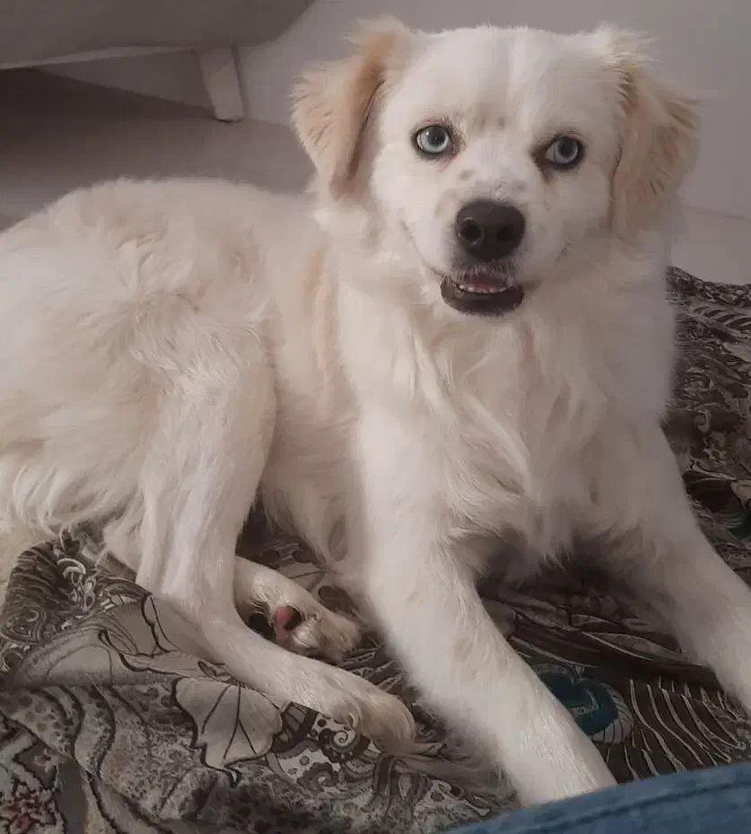 واگذاری پامراشپیتز|سگ|هشتگرد, هشتگرد قدیم|دیوار