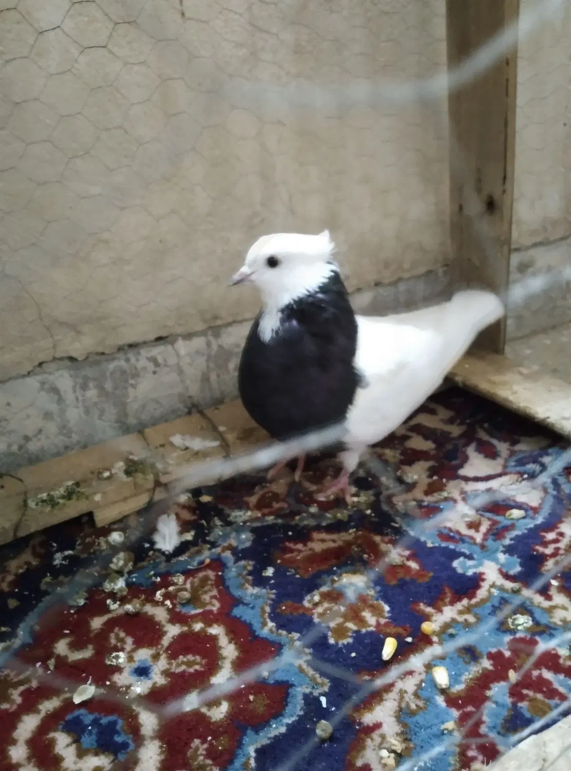 طوقی|پرنده|دره شهر, |دیوار