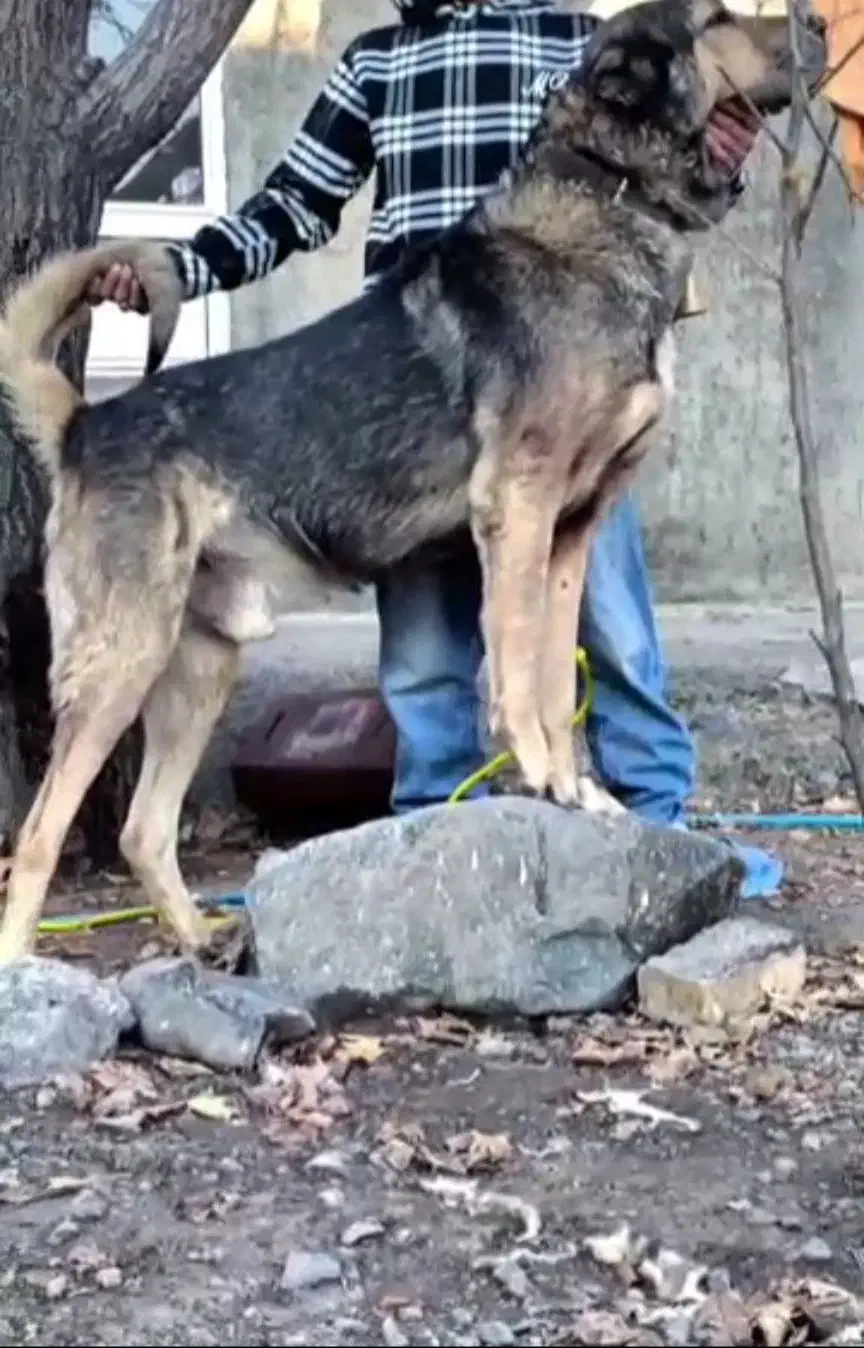 سگ سرابی|سگ|تاکستان, |دیوار