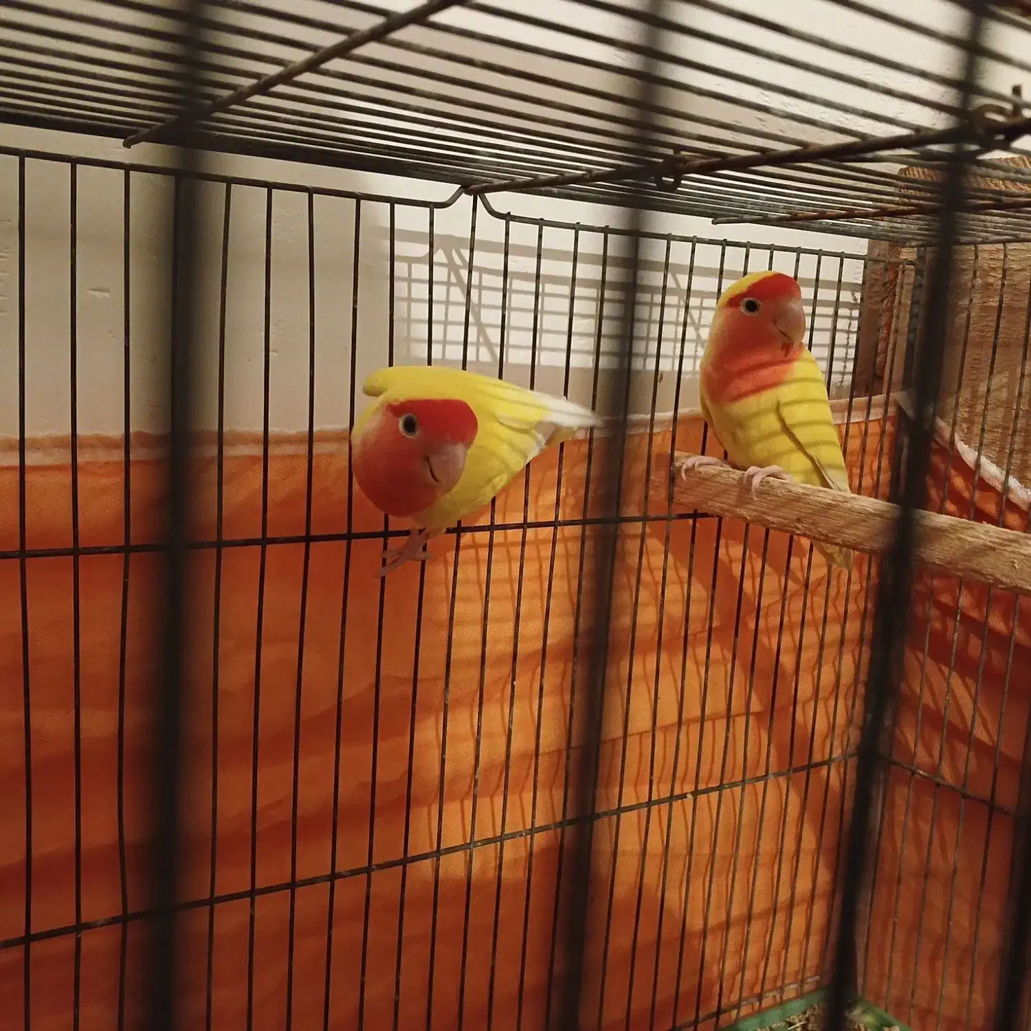 طوطی برزیلی صورت هلویی|پرنده|نکا, |دیوار