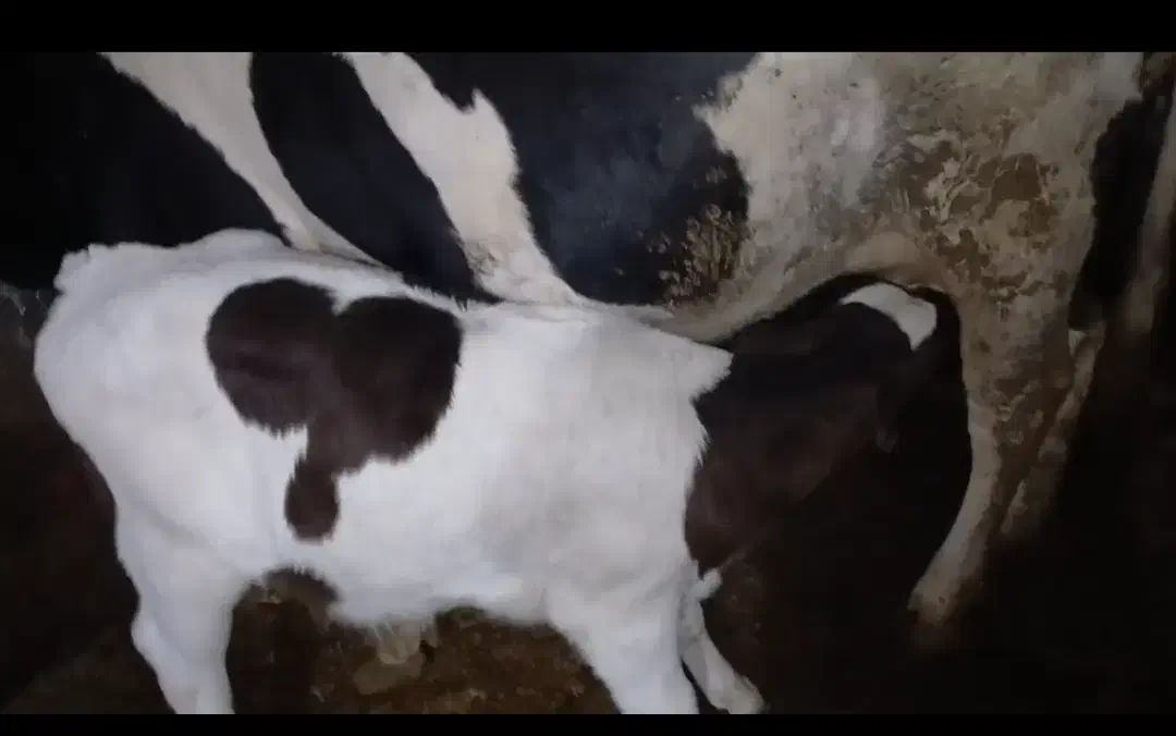 گاو گوساله|حیوانات مزرعه|دیواندره, |دیوار