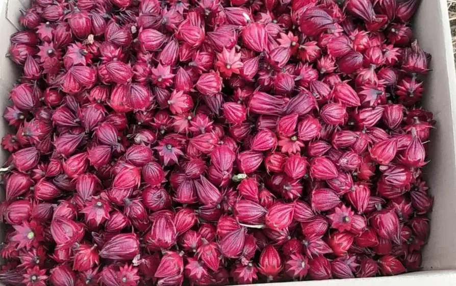 چای ترش تازه|خوردنی و آشامیدنی|تهران, شهرک علم و فناوری|دیوار