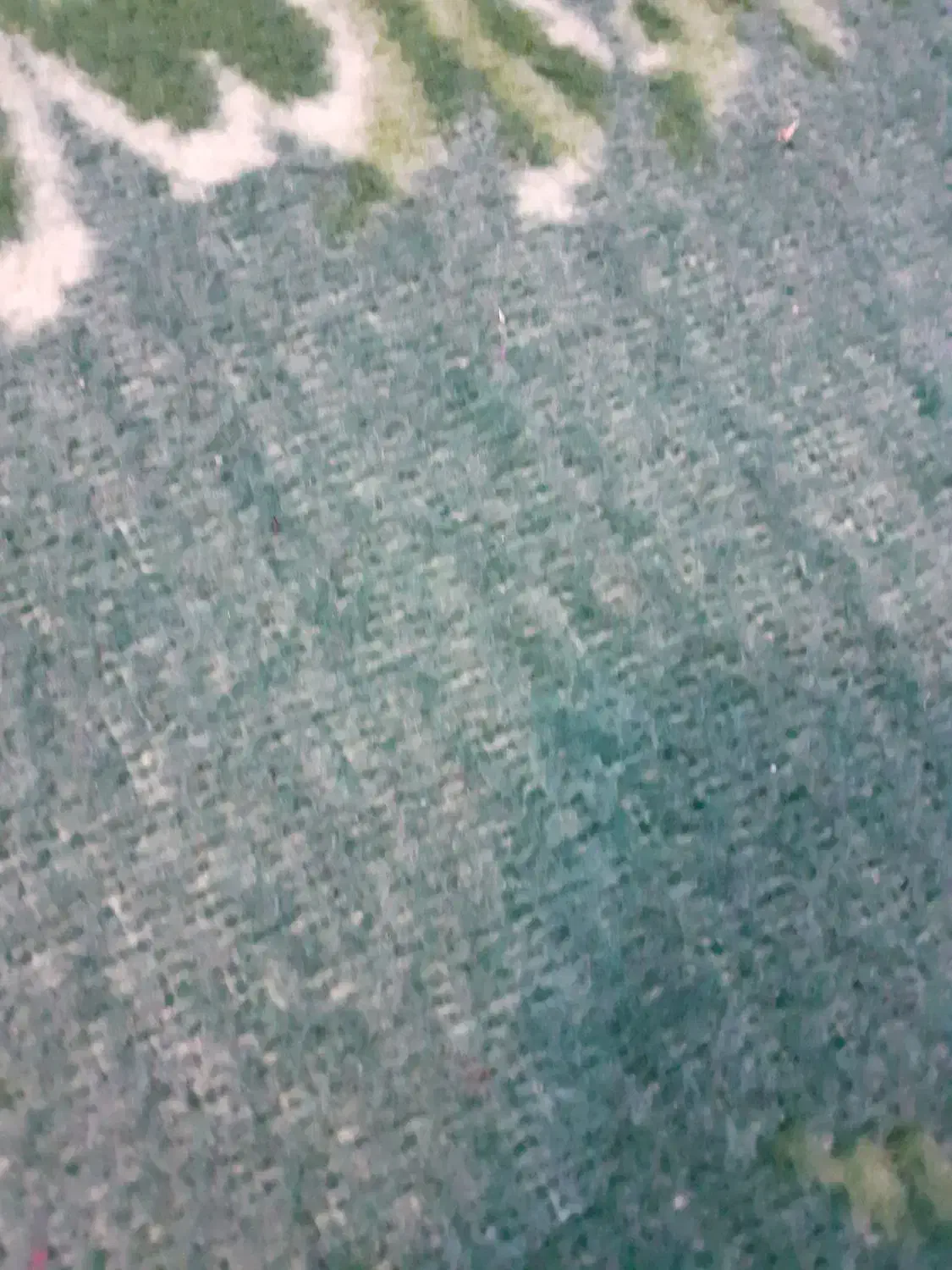 عروس هلندی خاکستری گم شده|پرنده|رباطکریم, نصیرشهر|دیوار