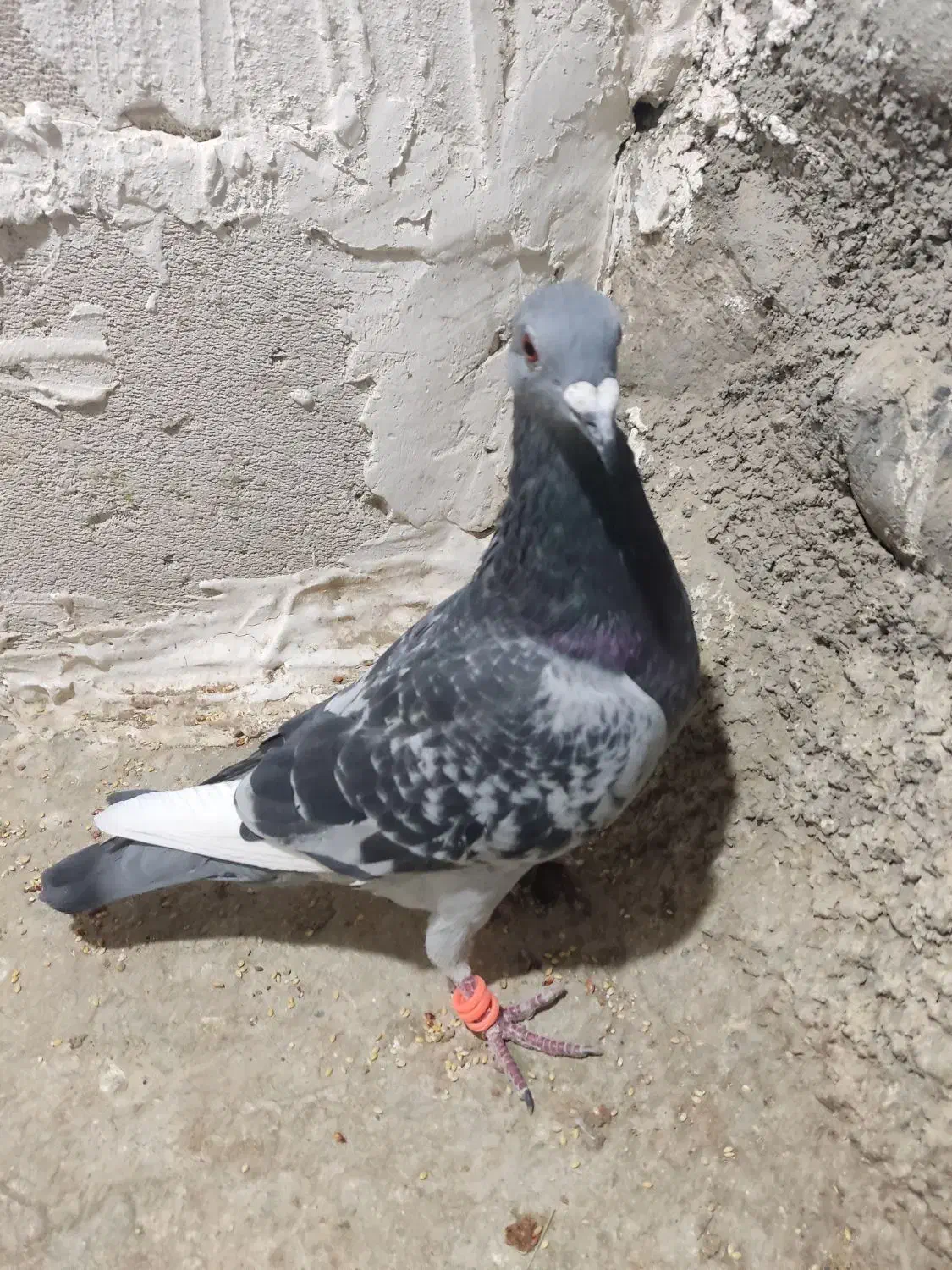 کفتر|پرنده|طرقبه, |دیوار