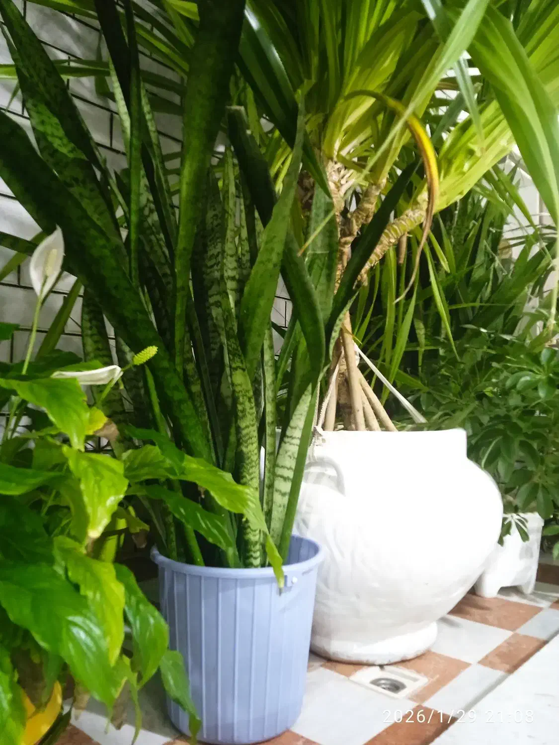 گل سنسوریا ( شمشیری )|گل و گیاه طبیعی|خرمآباد, |دیوار