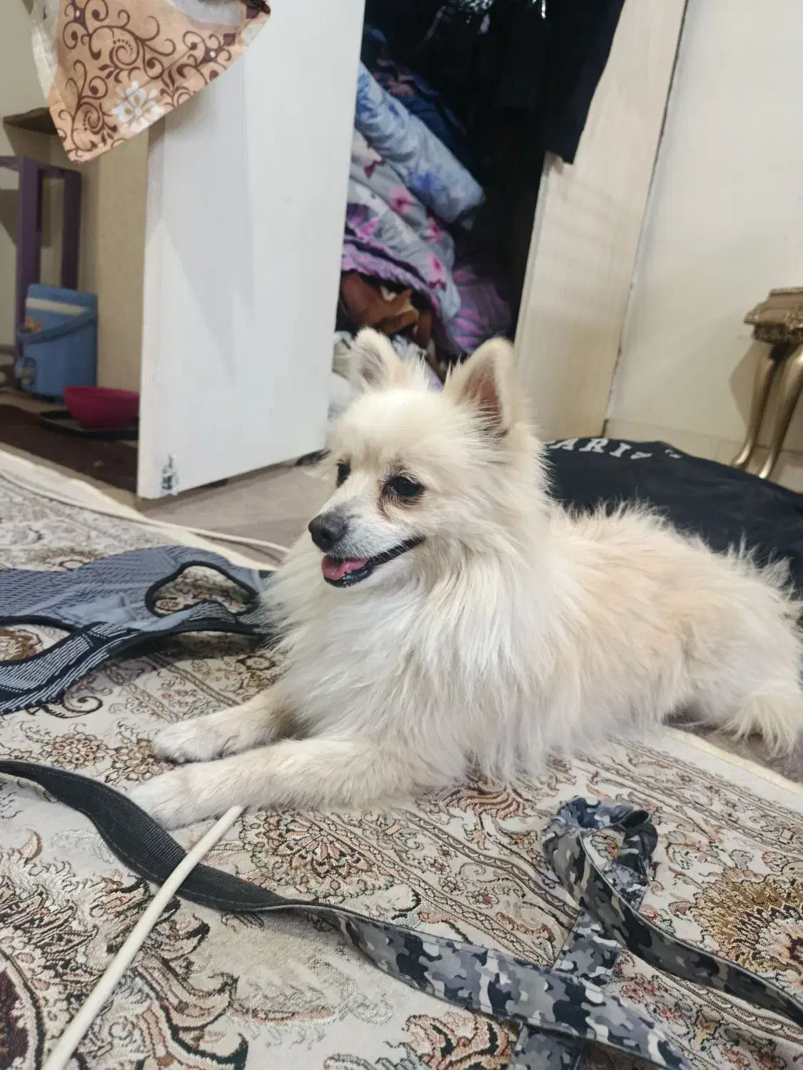 پیدا شده|حیوانات|تهران, چهارصد دستگاه|دیوار