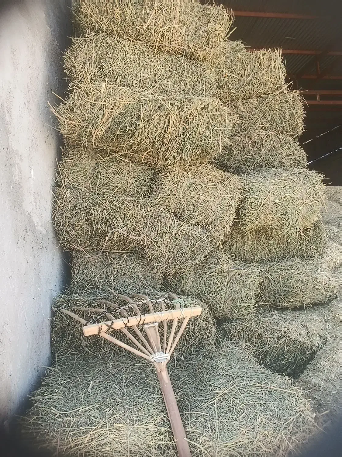 فروش یونجه علفی|لوازم جانبی حیوانات|مرودشت, ده بید|دیوار