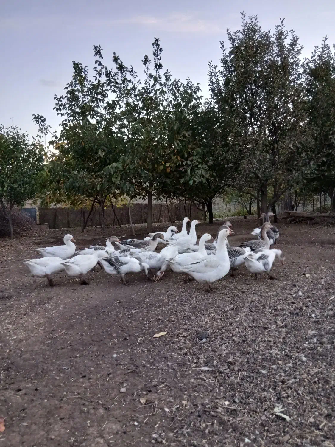 فروش تعدادی غازمحلی|حیوانات مزرعه|پیرانشهر, |دیوار