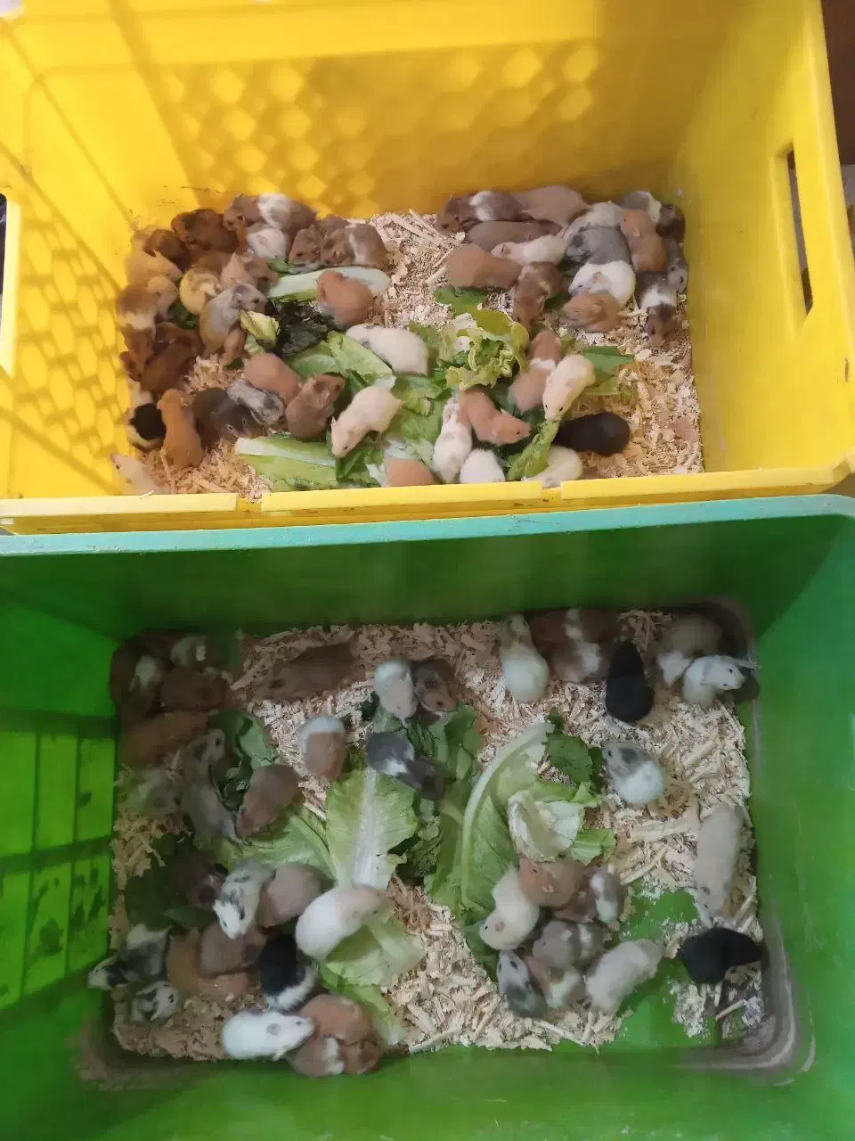 همستر|موش و خرگوش|کرمانشاه, |دیوار