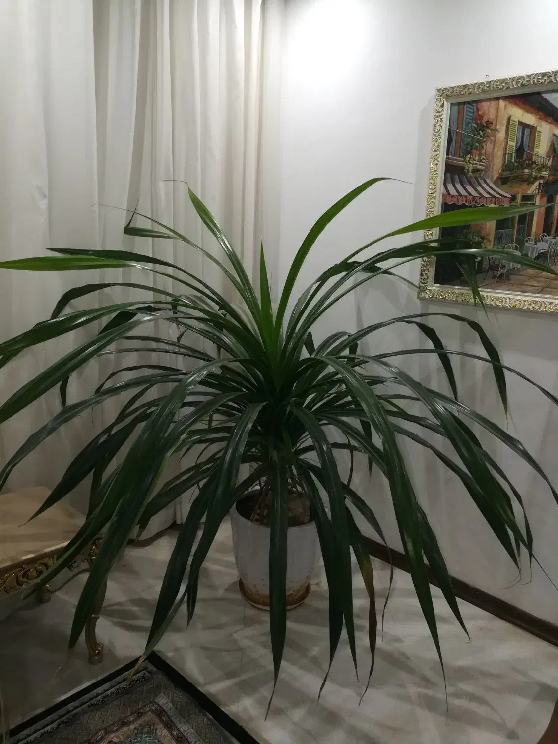 گل پاندانوس|گل و گیاه طبیعی|مشهد, کارمندان دوم|دیوار