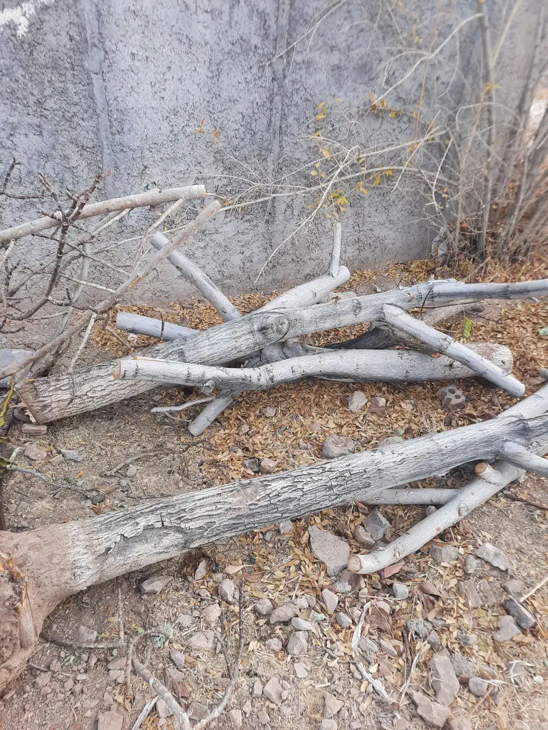 چوب|عمدهفروشی|زرند, |دیوار