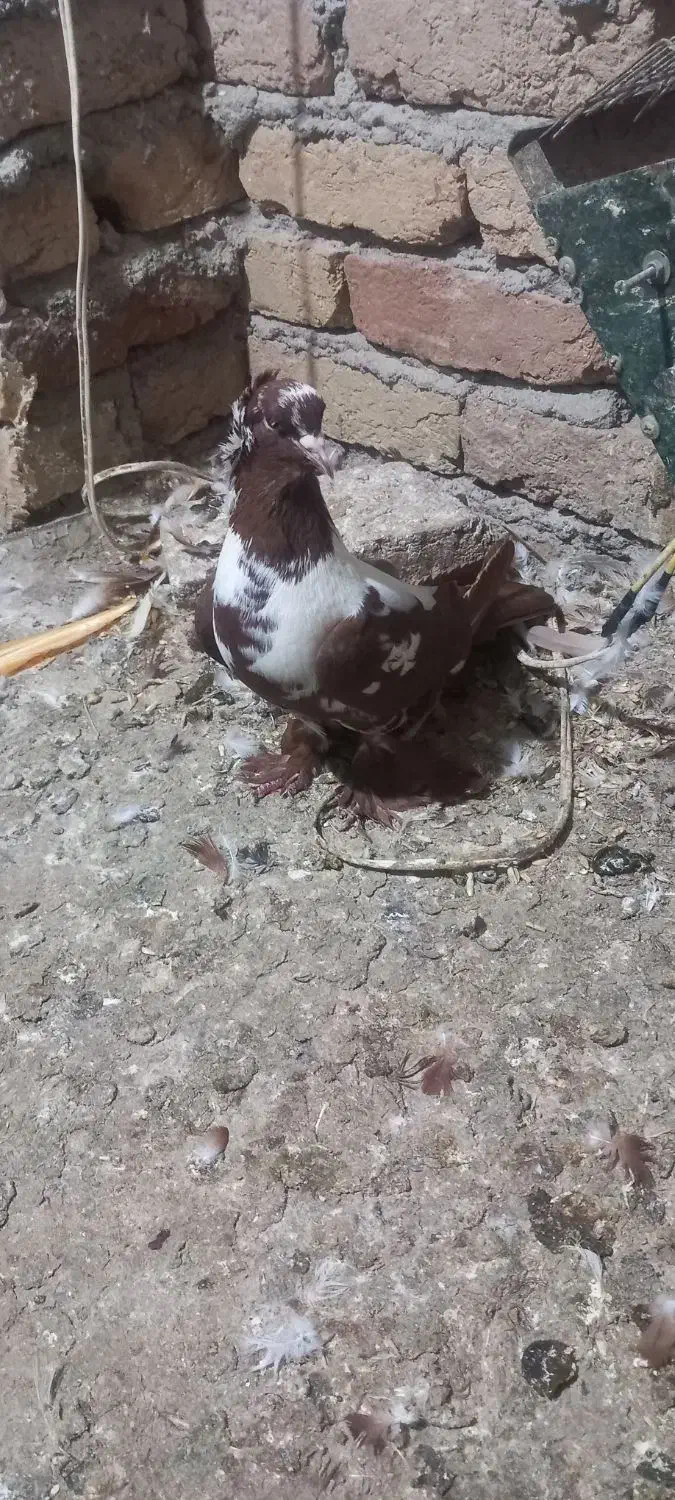 جوجه ککیلی ومادرش|پرنده|اردبیل, |دیوار