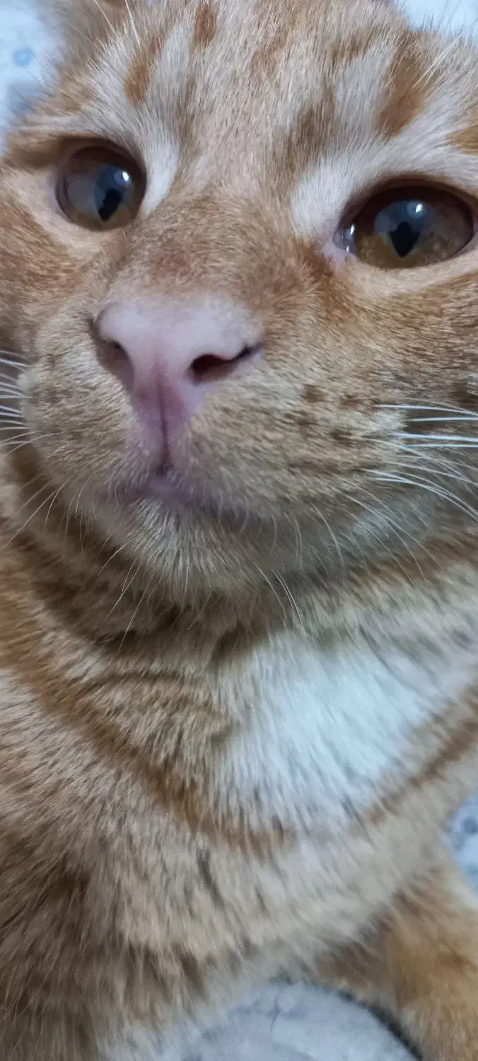 گربه گمشده|حیوانات|مشهد, ایثار|دیوار