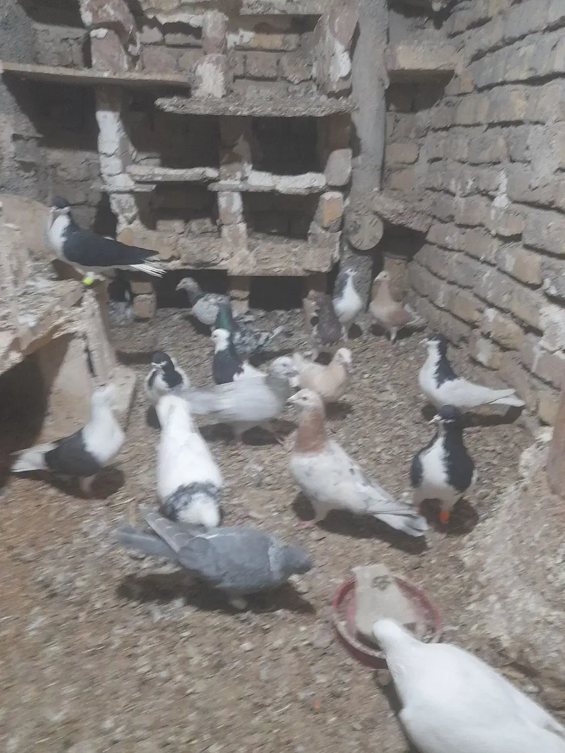 کبوتر کفتر|پرنده|دشتابی, |دیوار