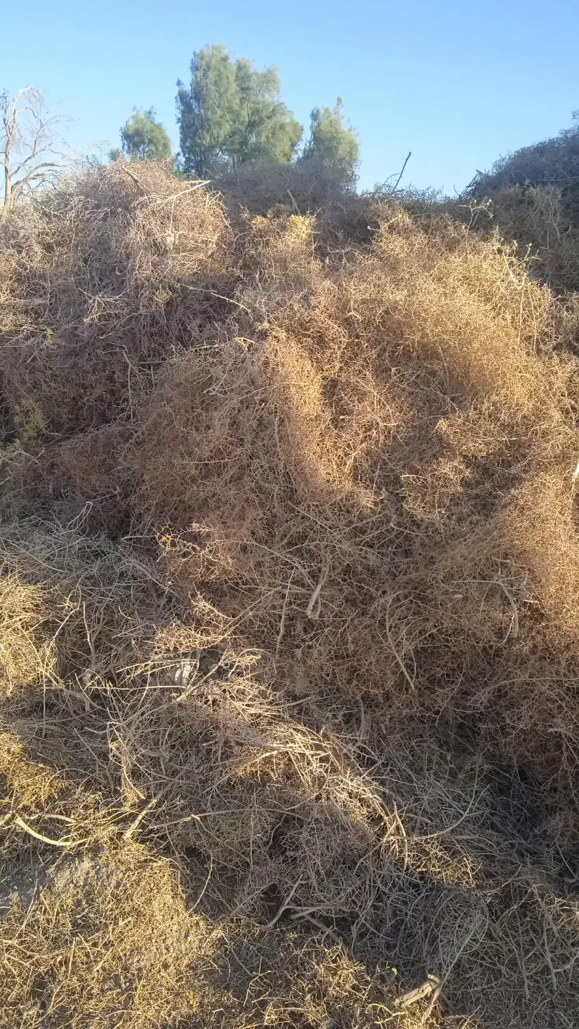 خار فروشی|حیوانات مزرعه|خمک, |دیوار