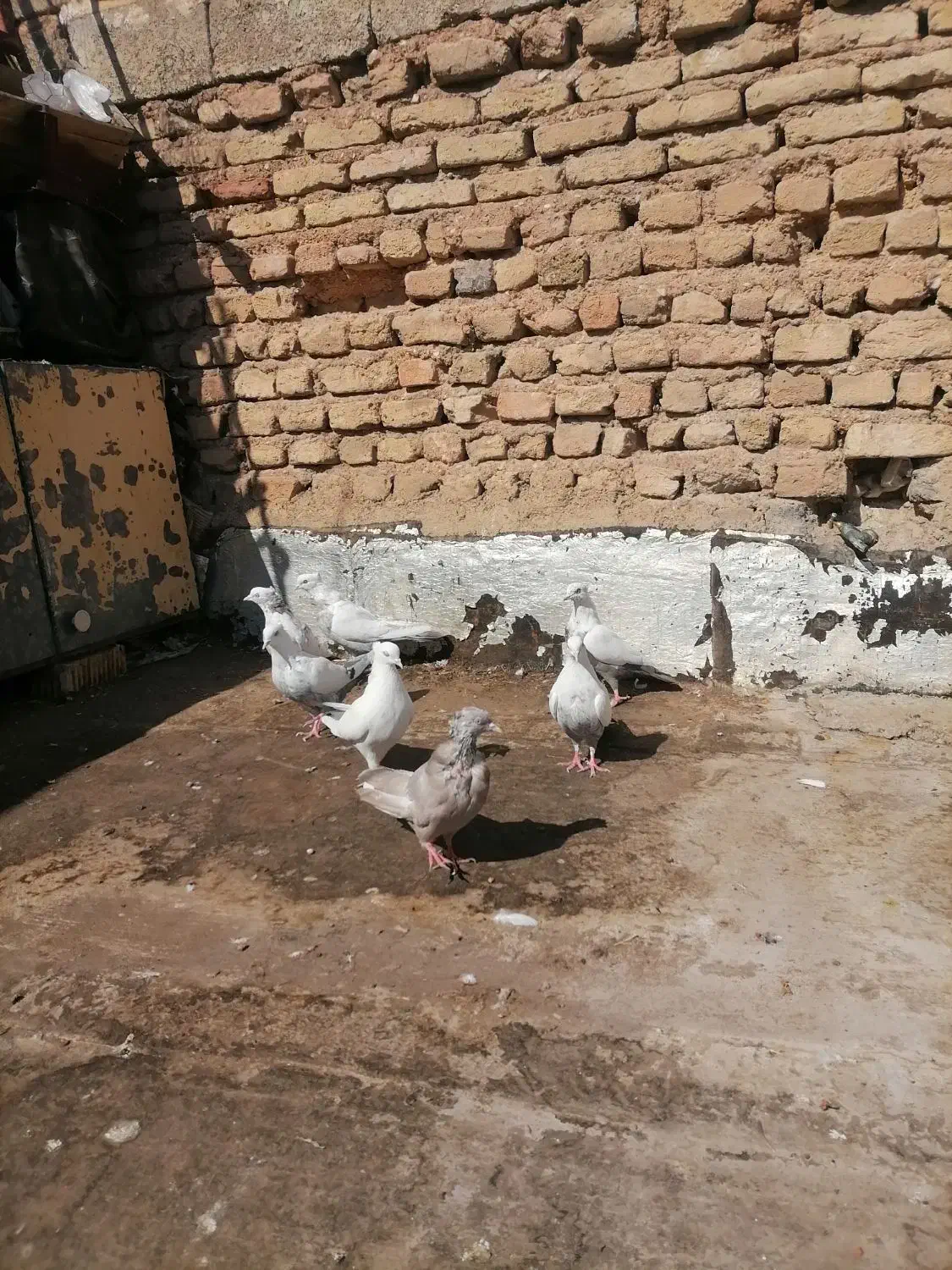 ماده دمبی|پرنده|شیراز, میرزاکوچک خان|دیوار