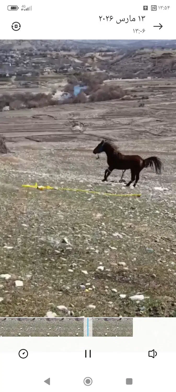 اسب|اسب و تجهیزات اسبسواری|چیتاب, |دیوار