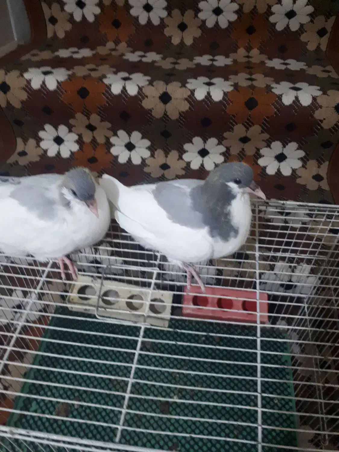 کفتر بد رنگ|پرنده|الوند, |دیوار