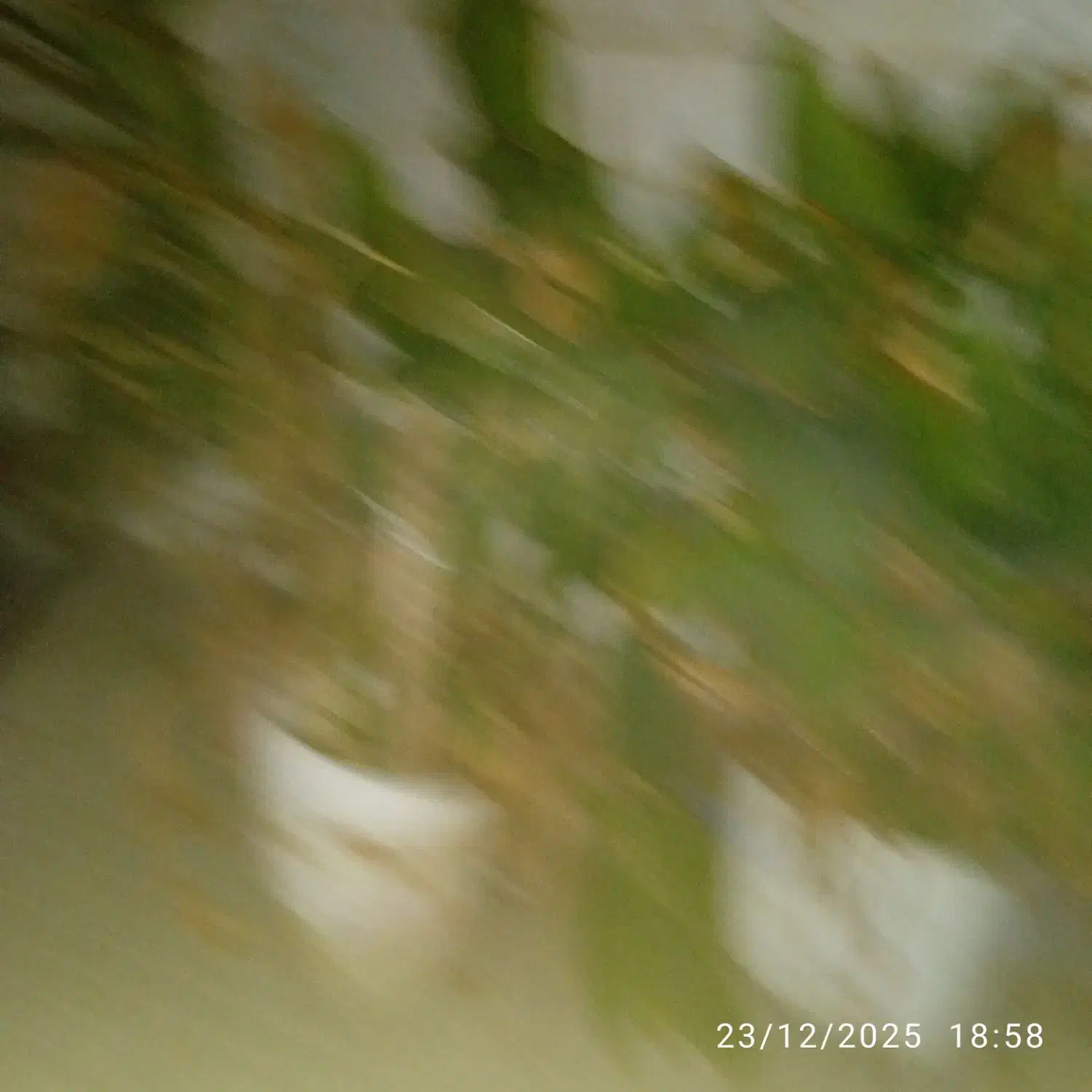 گل اختر|گل و گیاه طبیعی|تهران, جنتآباد شمالی|دیوار