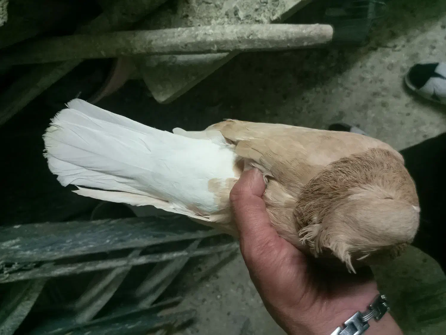 فروش کفتر دم سفید|پرنده|کرج, حیدرآباد|دیوار