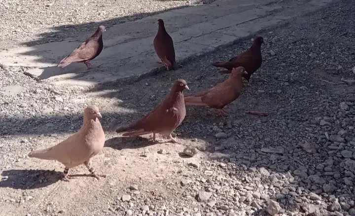 کبوتر|پرنده|نیشابور, چمبران|دیوار