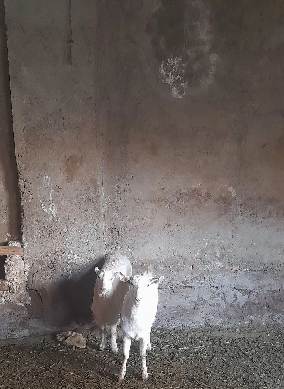 بزوبزغاله سانن|حیوانات مزرعه|قزوین, |دیوار