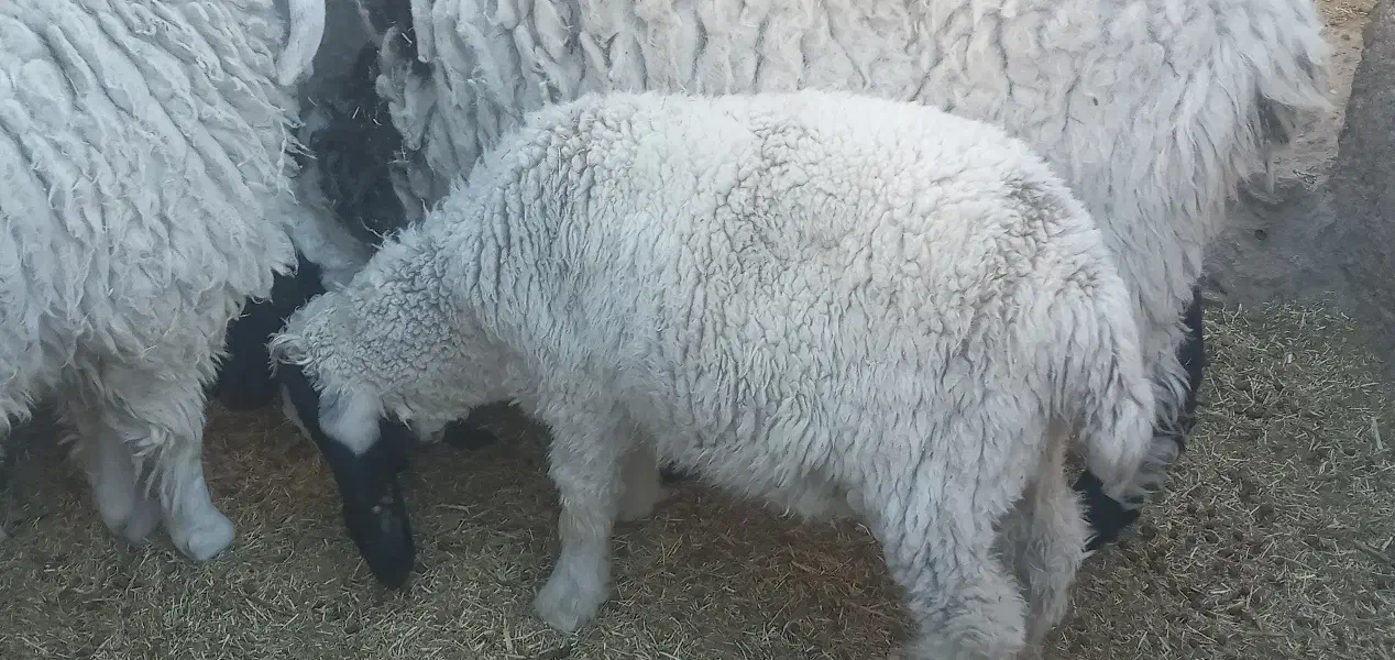 بره نر پاکستانی دم خونه ای۶ ماهه تقریبا|حیوانات مزرعه|زاهدان, |دیوار