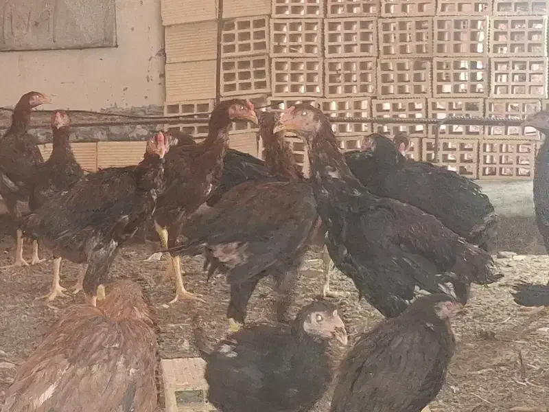 خروس و مرغ لاری|پرنده|دره شهر, |دیوار