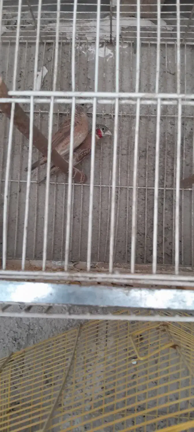 فنج|پرنده|شهریار, رضی آباد بالا|دیوار