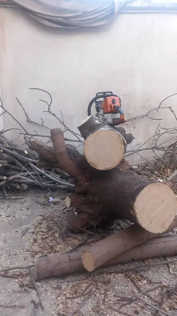 هرس و قطع درخت|خدمات باغبانی و درختکاری|شیراز, شهرک گلستان|دیوار