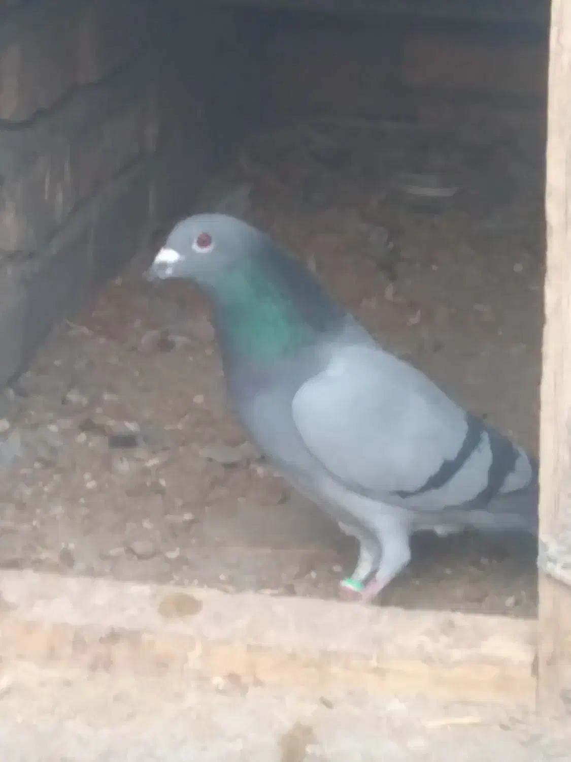 کبوتر|پرنده|نورآباد, |دیوار