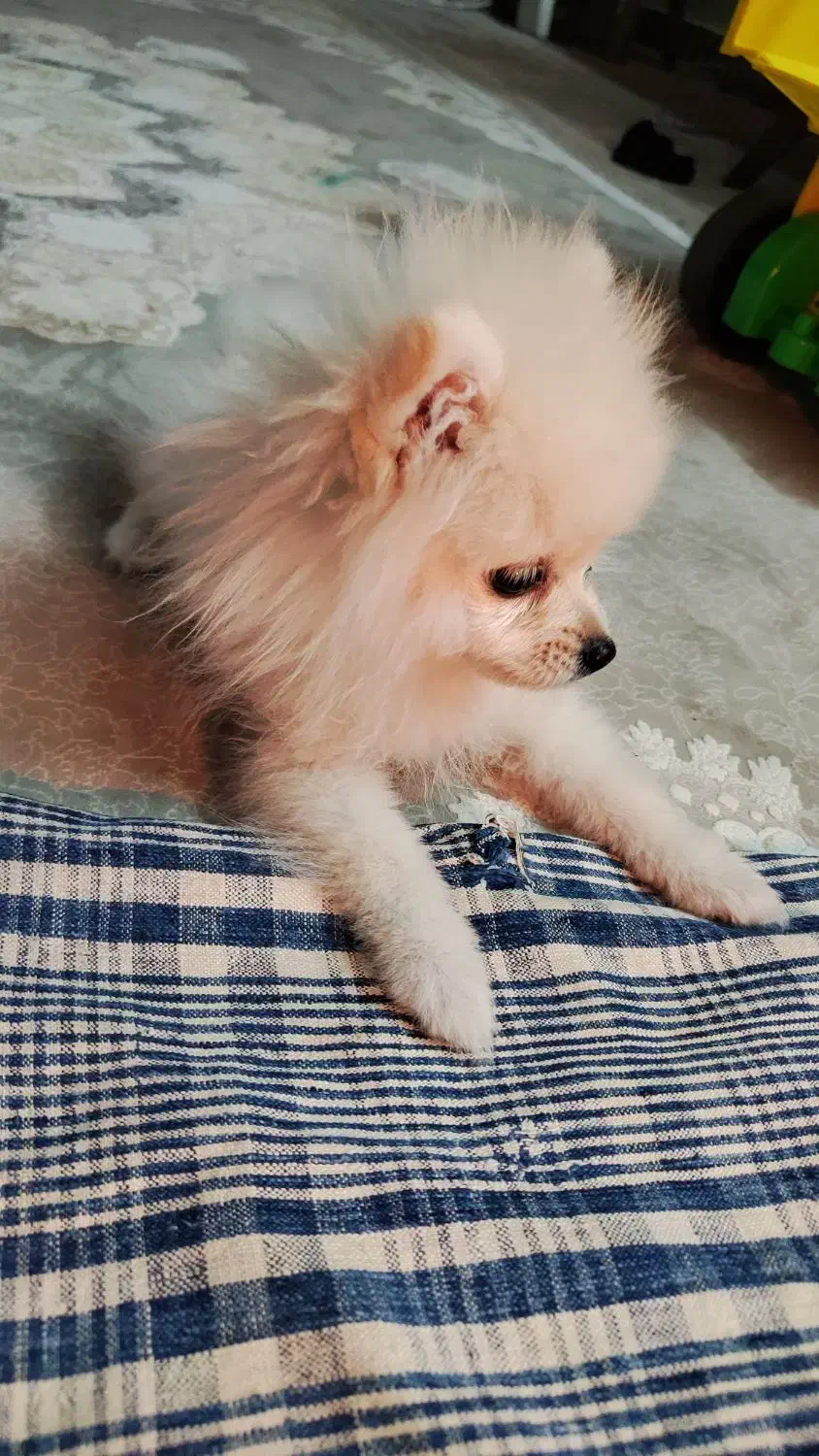 پامر عروسکی|سگ|شاهرود, |دیوار