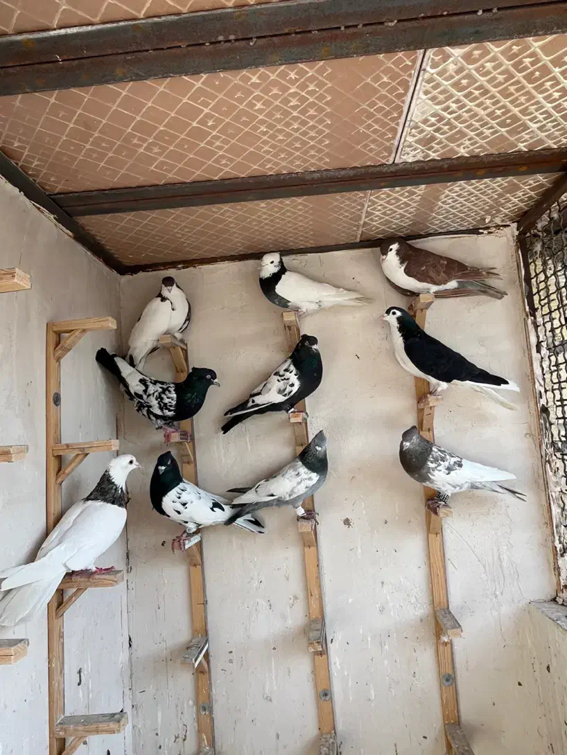 کفتر بوم|پرنده|مشهد, کوشش|دیوار