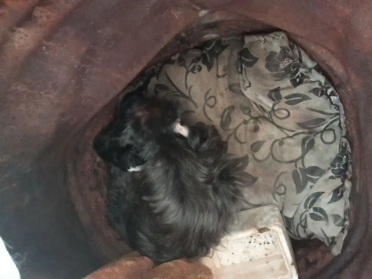 سگ شیتزوی گمشده|حیوانات|مشهد, توس فردوسی|دیوار